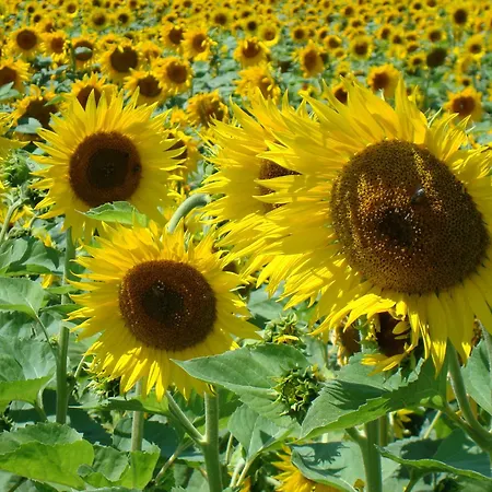 Havre De Paix Et Lavandes - Tres Calme - Salle De Jeux - Jacuzzi Chauffe - Idealement Placee - Aucun Vis A Vis Savasse
