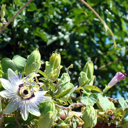 Havre De Paix Et Lavandes - Tres Calme - Salle De Jeux - Jacuzzi Chauffe - Idealement Placee - Aucun Vis A Vis